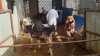 تحصين 150 ألف رأس ماشية ضد الجلد العقدي وجدري الأغنام بكفر الشيخ