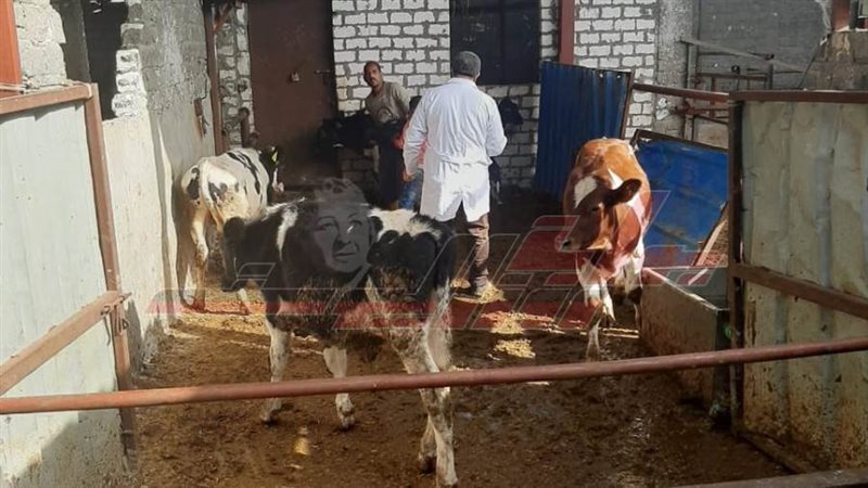 تطعيم المواشي