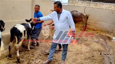 تحصين 157 ألف رأس ماشية ضد الجلد العقدي بكفر الشيخ