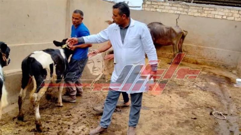 تحصين المواشي