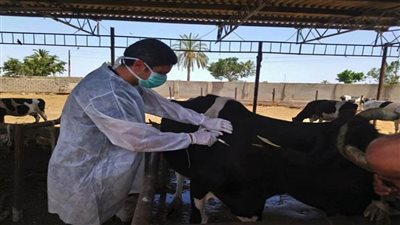 بيطرى البحيرة.. تحصين 12508 رأسًا من الأبقار والأغنام ضد مرضى الجلدي العقدي