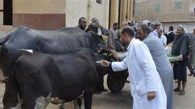 تحصين 131 ألف رأس ماشية ضد الجلد العقدي بالغربية