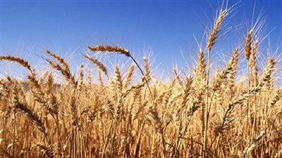 زراعة الوادي الجديد: زراعة 342 ألفا و94 فدانا بمحصول القمح