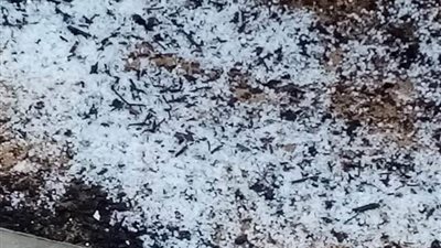 شاهد.. تساقط كرات الثلج على سانت كاترين.. والأمطار والعواصف تزداد شرقًا (فيديو)