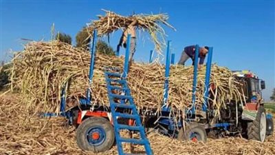 التموين: توريد أكثر من 3 ملايين طن قصب سكر حتى الآن