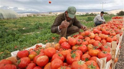 وزير الزراعة: صادرات مصر الزراعية تتمتع بسمعة جيدة في كل الأسواق العالمية