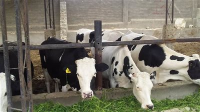 تحصين 10134 رأسًا من الأبقار والأغنام ضد مرضي الجلدي العقدي وجدري الأغنام بالبحيرة