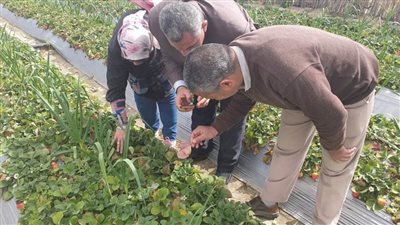 الفراولة تتصدر المشهد في محافظة الإسماعيلية بـ٩٦٤٦ فدانًا من أجود أنواع الفراولة في العالم