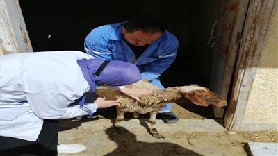 جامعة مطروح تنظم قافلة بيطرية مجانية بقرية 