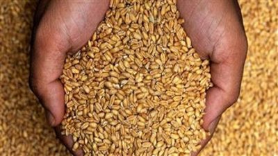 مصر تعلن طرح مناقصة عالمية جديدة لاستيراد القمح