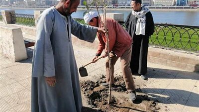 زراعة 2742 شجرة بحي شرق سوهاج ضمن فعاليات مبادرة 