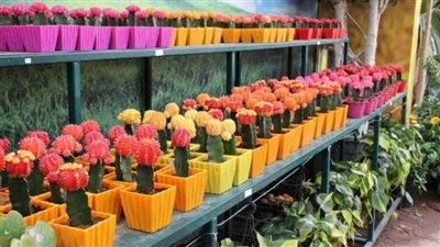 معرض زهور الربيع 2022.. اعرف كل تفاصيل المعرض عقب افتتاحه اليوم