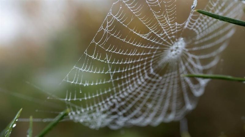 حرير العنكبوت