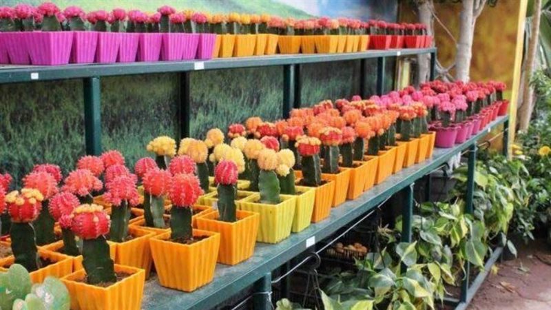 معرض زهور الربيع