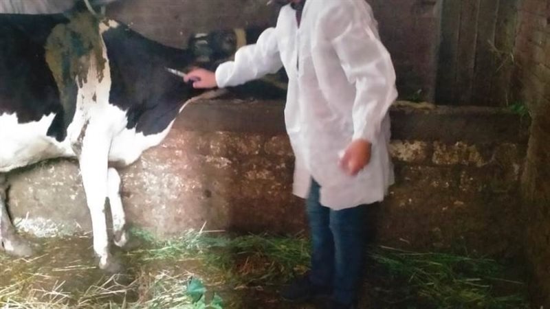 تحصين المواشى بالبحيرة