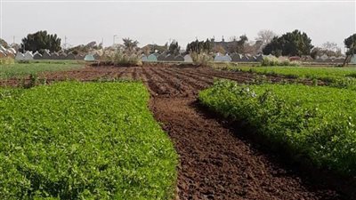 محافظ المنوفية: تمويل 156 عقدا ضمن أنظمة الري الحديث للمزارعين