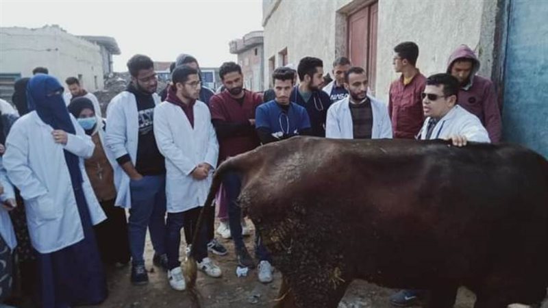 علاج وتحصين المواشي