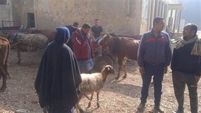 تحصين 155 ألفًا و481 رأسا ضد الحمى القلاعية وجدري الضأن  ببني سويف