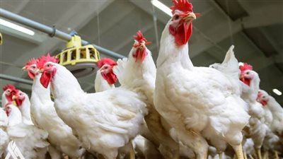 انتشار انفلونزا الطيور في منطقة 