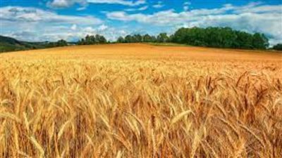  مكون الخبز أكبر المتأثرين بالأحداث الدولية