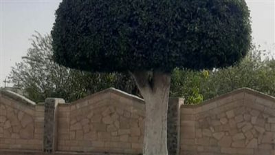 تعرف على جهود الوحدة المحلية لمركز بني سويف في النظافة والتجميل وتحسين الخدمات