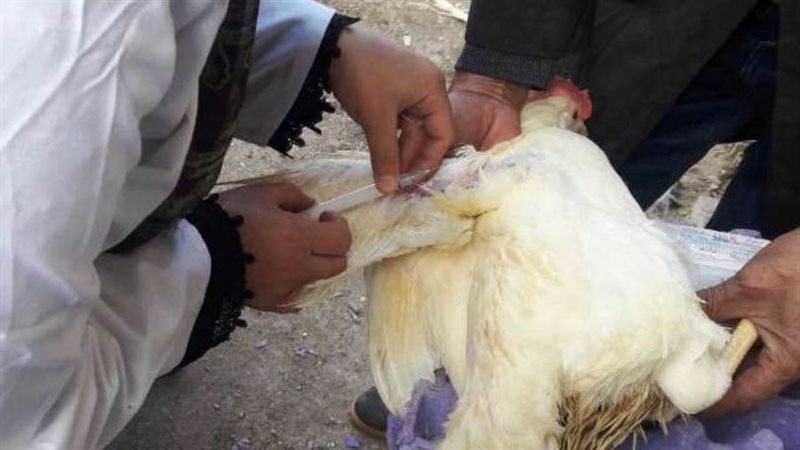 تحصين الطيور