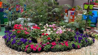 معرض زهور الربيع 2022 .. إليكم مواعيد الزيارة وأسعار التذاكر 