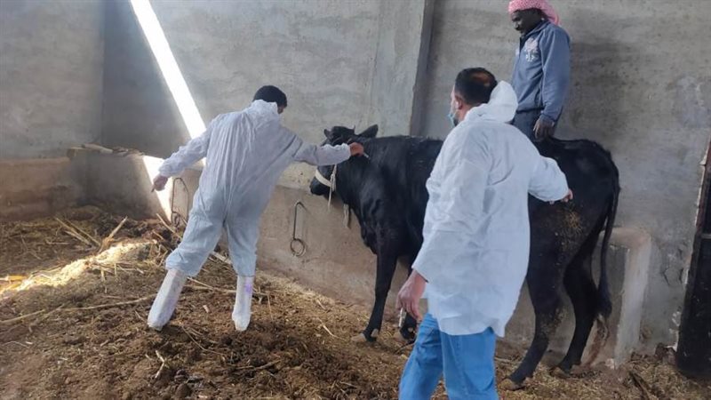 تحصين المواشى بالبحيرة