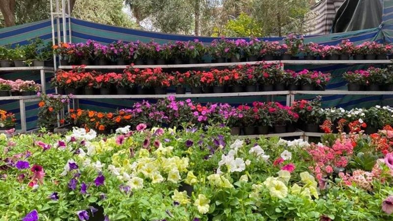 معرض زهور الربيع