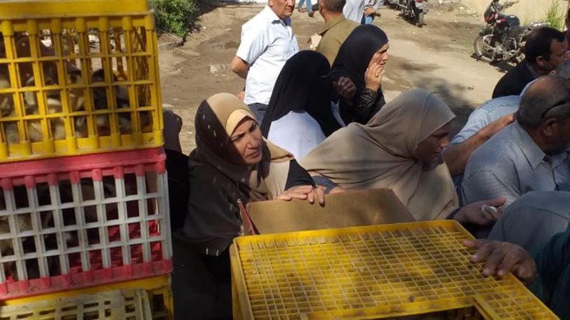 توزيع الطيور ضمن