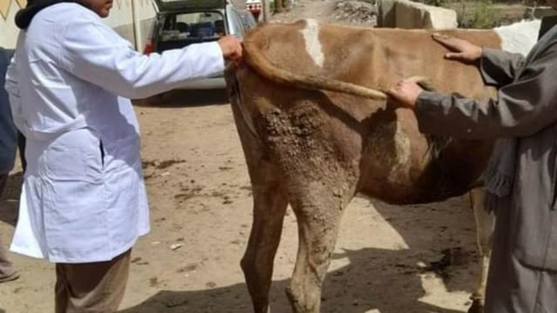 تحصين الماشية