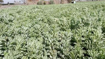 زراعة الشرقية تنفذ مدرسة حقلية عن محصول الفول البلدي بالزقازيق