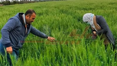 كفر الشيخ تستعد لزراعة القطن وتتابع محصول القمح