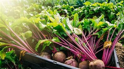 الأحد المقبل.. بدء موسم توريد محصول البنجر في المنيا