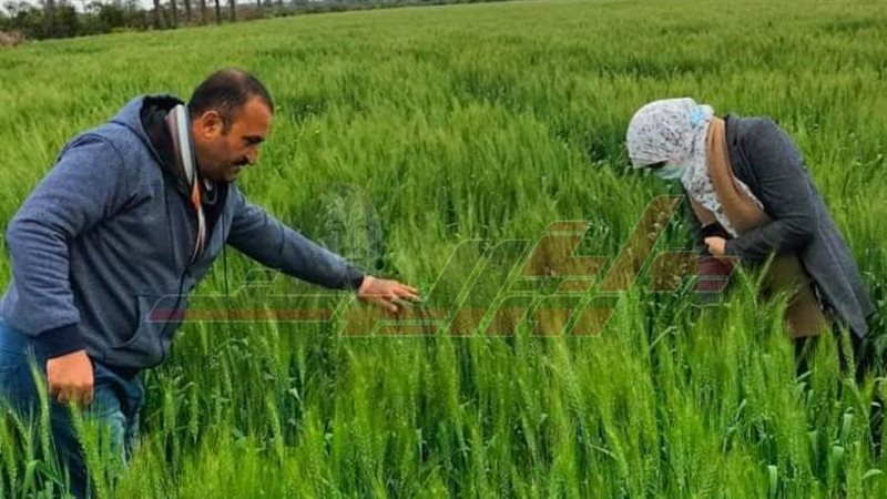 زراعة كفرالشيخ