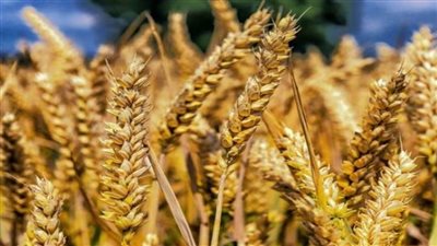 الحكومة تقر حافزا إضافيا بقيمة 65 جنيها لكل أردب على أسعار توريد القمح المحلي      