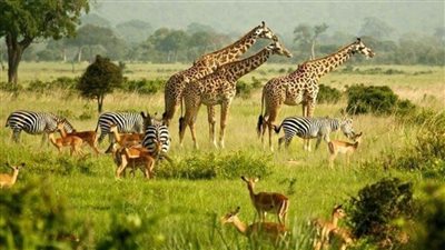 مشروع كيني- بريطاني بقيمة مليار دولار للحفاظ على التوازن البيولوجي بالقارة الإفريقية