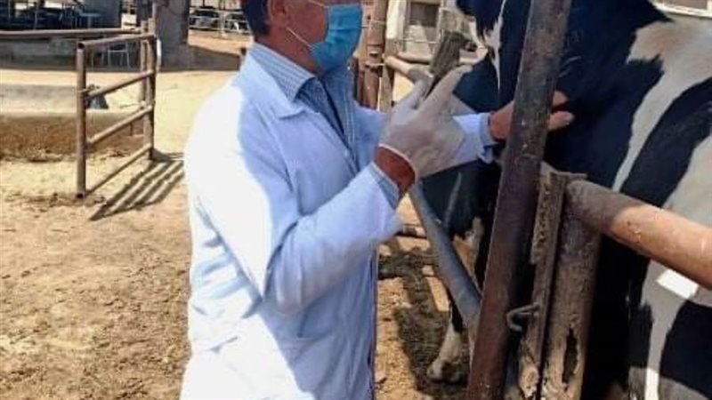 تحصين الماشية