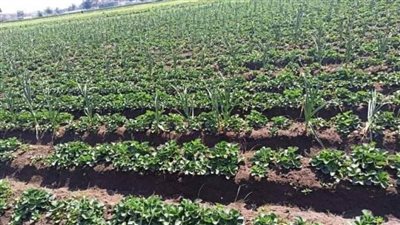 زراعة الشرقية تنفذ مدرسة حقلية من محصول البطاطس والفراولة ببلبيس