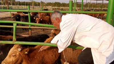 تحصين 112 ألف رأس ماشية ضد الحمى القلاعية والوادي المتصدع بالبحيرة