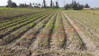 قاسم: يكشف لـ 