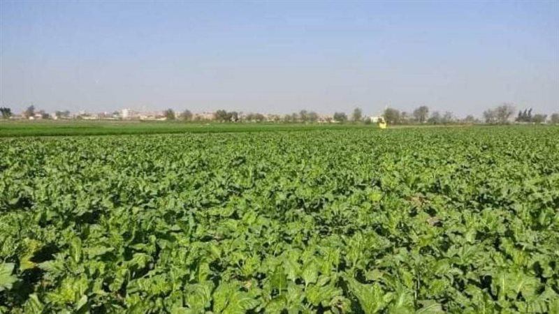 محصول البنجر