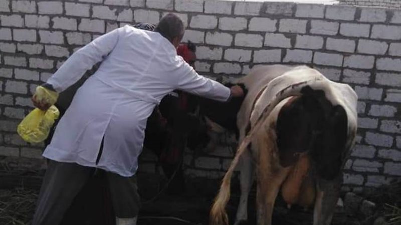 تحصين المواشى بالبحيرة