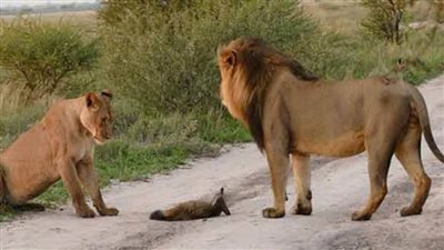 بالصور| عندما أمسكت الأسود بـ