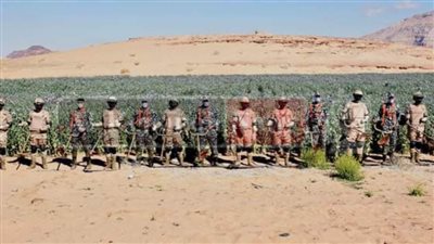 قوات حرس الحدود تنفذ حملة للقضاء على الزراعات المخدرة بسيناء