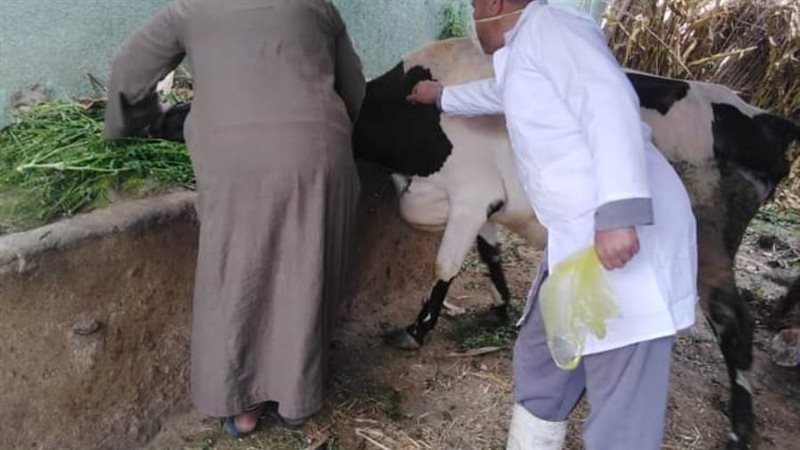 تحصين المواشى بالبحيرة