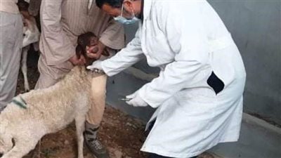 بيطري الشرقية: تحصين 236 ألفا و834 رأس ماشية للوقاية من الحمى القلاعية والوادي المتصدع 