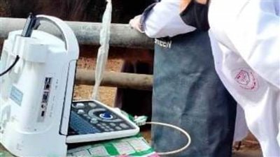 بيطري الشرقية يُجري المسح التناسلي الشامل ل5 آلاف و509 رؤوس ماشية 