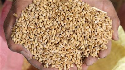 فتح 44 موقعًا تخزينيًا لاستقبال الأقماح المحلية للعام 2022 بالمنيا