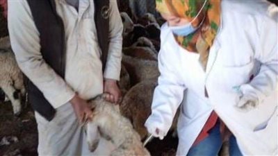 تحصين 344 ألفا و108 رؤوس ماشية للوقاية من مرض الحمى القلاعية بالشرقية 